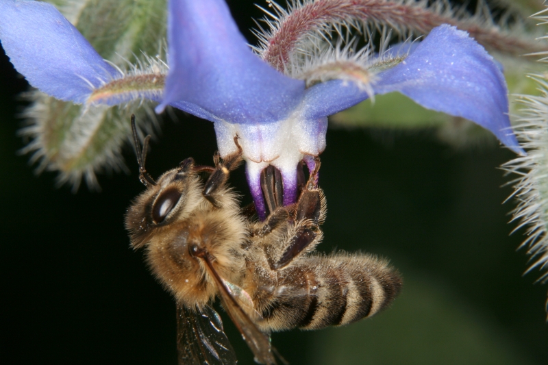 Borretsch (<i>Borago officinalis</i>) - eine typische Bienenblume